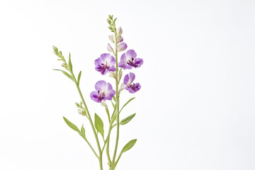 Naklejka premium Purple Flower with Green Stems on White Background