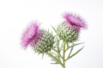 Pink Thistle Flower on White Background