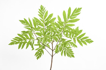 Fototapeta premium Green leaves on a branch isolated on white background