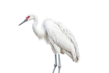 Fototapeta premium White crane isolated on white background