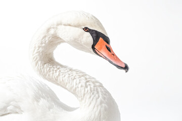 Fototapeta premium Elegant White Swan Close-up