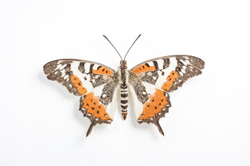 Fototapeta premium Close-up of a colorful butterfly with orange and black wings