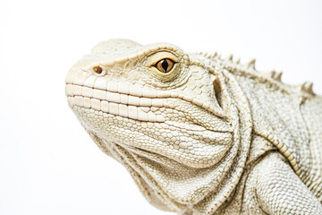 Fototapeta premium Close-up of a White Lizard's Face