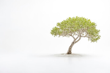 Solitary Green Bonsai Tree on White Background