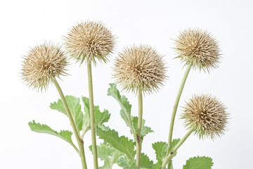 Dried Thistle Flowers on White Background