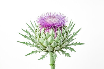 Vibrant Purple Thistle Bloom
