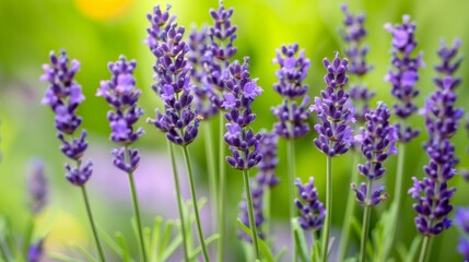 Lavender flowers. Lavender blooms. Aromatic herbs and medicinal plants in the garden. Floral