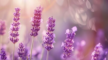 Lavender flowers. Lavender blooms. Aromatic herbs and medicinal plants in the garden. Floral