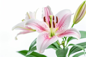 lily photo on white isolated background