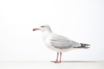 Obraz premium Seagull on a White Background