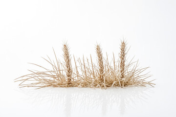 Obraz premium Dry Grass with Three Seed Heads