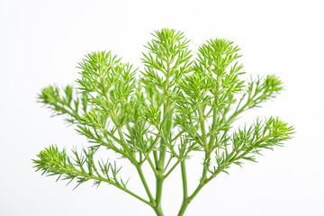 Close-Up of a Bunch of Green Leaves on a White Background