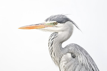 Grey Heron Portrait