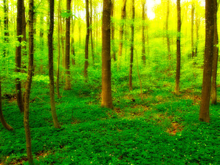 Landscape, forest and green with trees in summer for conservation or sustainability of ecosystem. Environment. jungle and nature with rainforest or woods for adventure, exploration and hiking