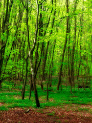 Naklejka premium Environment, forest and growth with trees in summer for conservation or sustainability of ecosystem. Earth, landscape and location with rainforest or woods for adventure, exploration and hiking