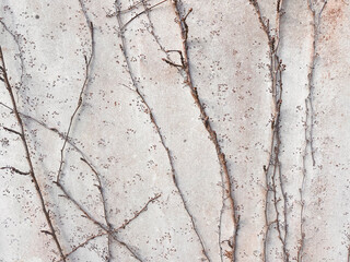 cement wall with climbing vine, bare in winter