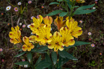 Alstroemeria or Peruvian Lily or The Lily of the Incas 