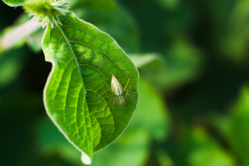 White spider on a leaf