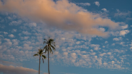 Two tall coconut palms against the blue sky. Thin long trunks and spreading green leaves of the crowns. Light cumulus clouds are highlighted in pink. Philippines 