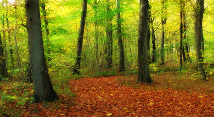 Environment, forest and nature with trees in autumn for conservation or sustainability of ecosystem. Jungle, landscape and fall with rainforest or woods for adventure, exploration and hiking