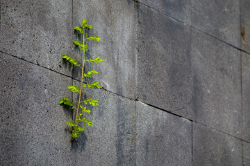 plants growing between stone tiles on the wall