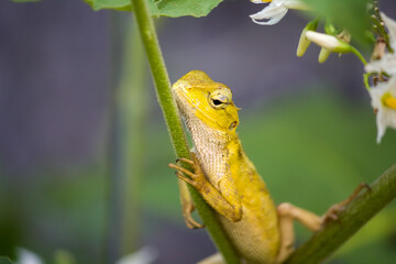 Chameleons are scattered in Africa, Madagascar, Spain, Portugal and South Asia