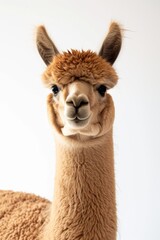 the Alpaca with copy space on right, 