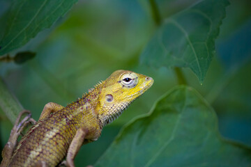 Chameleons are scattered in Africa, Madagascar, Spain, Portugal and South Asia