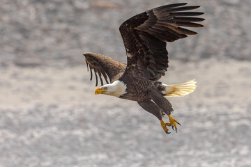 American bald eagle in flight