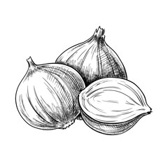 Onion hand drawn vintage vector sketch drawing	