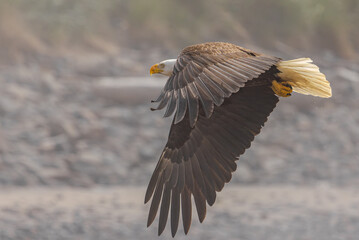 American bald eagle in flight