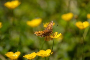 A Glanville fritillary (Melitaea cinxia) settled on a yellow flower.