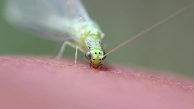 close-up of Chrysoperla carnea on human skin