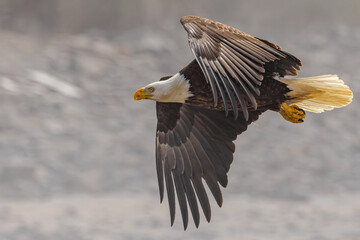 American bald eagle in flight