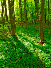 Environment, forest and location with trees in summer for conservation or sustainability of ecosystem. Jungle, landscape and nature with rainforest or woods for adventure, exploration and hiking