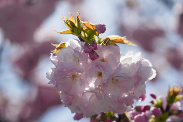 八重桜の美しさ
