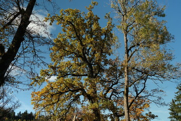 Fototapeta premium A tree with leaves on it is in the middle of a forest