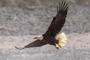 American bald eagle in flight