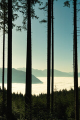 A forest with a mountain in the background and a cloudy sky