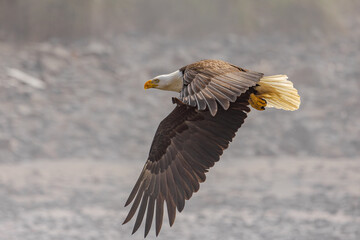 American bald eagle in flight