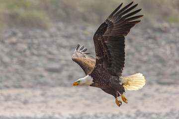 American bald eagle in flight
