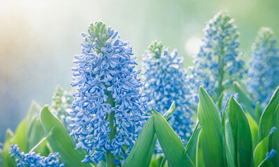 blue Hyacinth flowers. Blue hyacinth flowers bloom in spring garden, green leaves surround, nature beauty under sunlight rays, bright day brings out vibrant colors, outdoor scene of floral arrangement