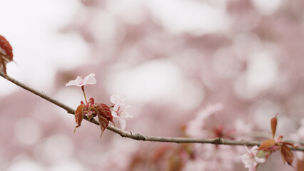 Sakura cherry blossom in spring on a cloudy day