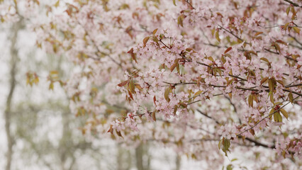 Fototapeta premium Sakura cherry blossom in spring on a cloudy day