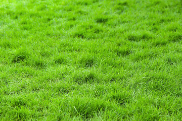 Green grass background in the football field
