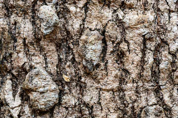 Closeup view texture of old Longan tree stem background. Longan or Dimocarpus longan,