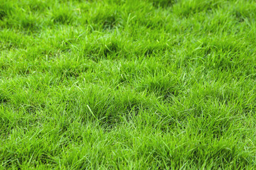 Green grass background in the football field
