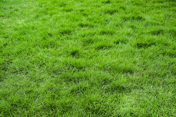 Green grass background in the football field