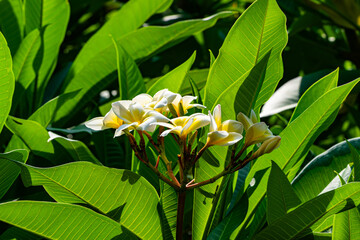 Bunch of fresh white and yellow frangipani or plumeria flowers in sunlight on the tree.
