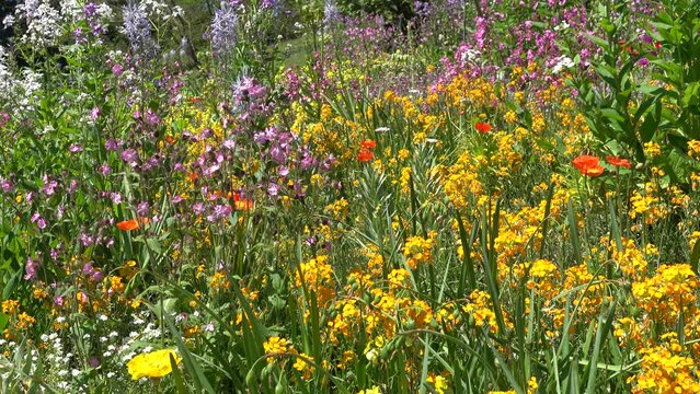 Field of colorful fowers, european wild flower meadow in spring